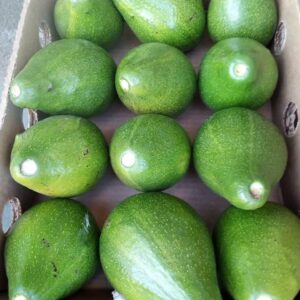 Avocats – Carton 8 kg – Avocado’s – Doos 8 kg