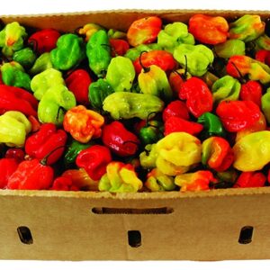 Piment frais – Carton 10 kg - Verse chilipeper– Doos 10 kg