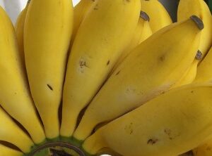 Apple Banana d’Ouganda – Carton 10 kg - Appelbanaan uit Oeganda – Doos 10 kg