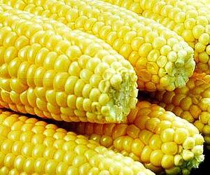 Maïs d’Ouganda – Maïs uit Oeganda