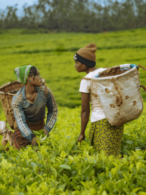 Untitled design (94) (1)